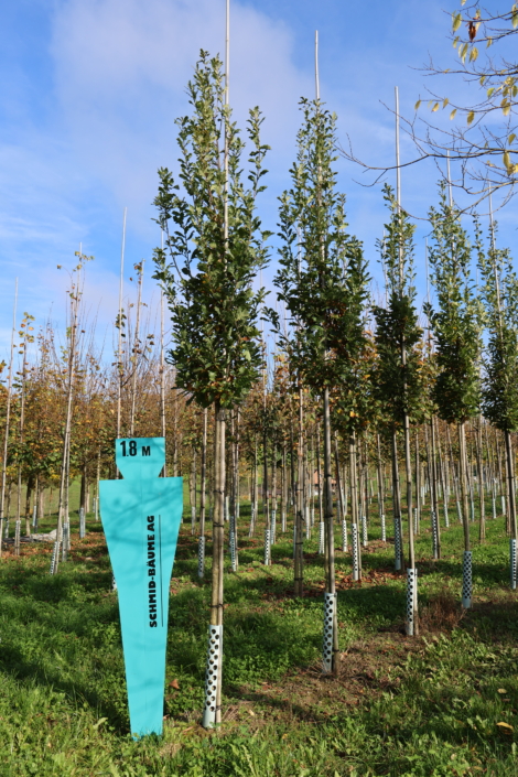 Quercus robur 'Fastigiate Koster'
